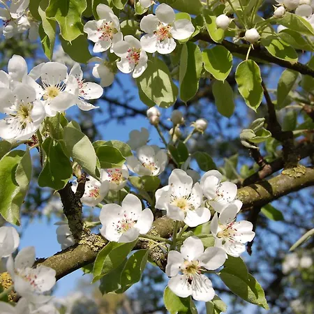 Landgasthaus Hoffmann 3* Kruchten